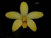 Laelia presidentensis(Elsner)